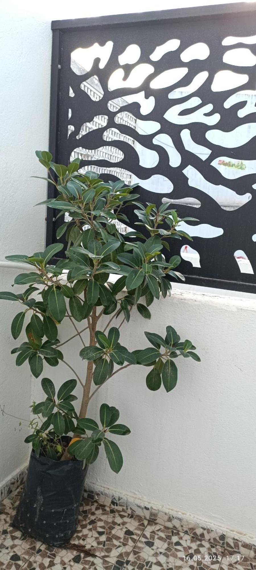 Fufa Haute Standing Appartment S2 Center Monastir Exterior foto